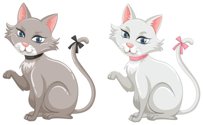 Cats with gray and white fur vector