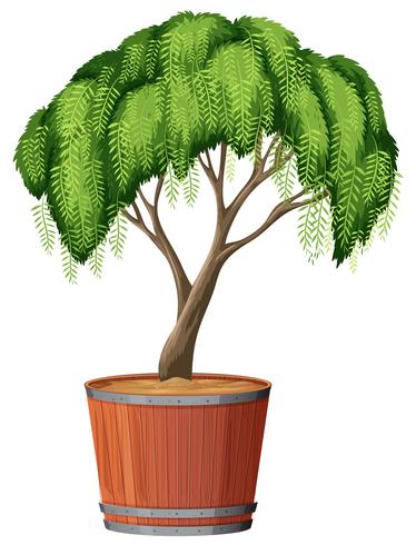 Un árbol que planta en la olla vector