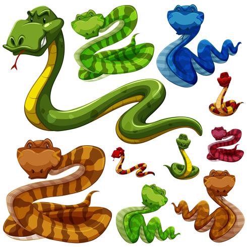 Set of different types of snakes vector