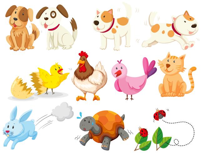 Different kind of domestic animals - Download Free Vector Art, Stock Graphics & Images