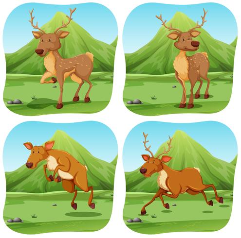 Deers in four different scenes vector