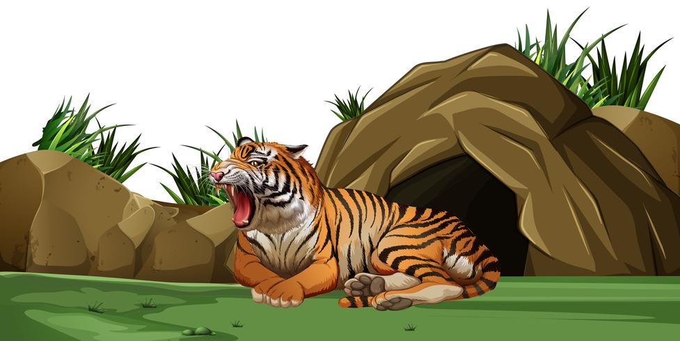 Tigre durmiendo frente a la cueva vector