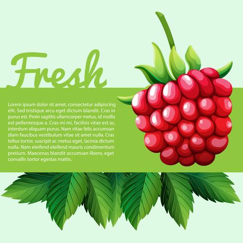 Fresh rasberry with text vector