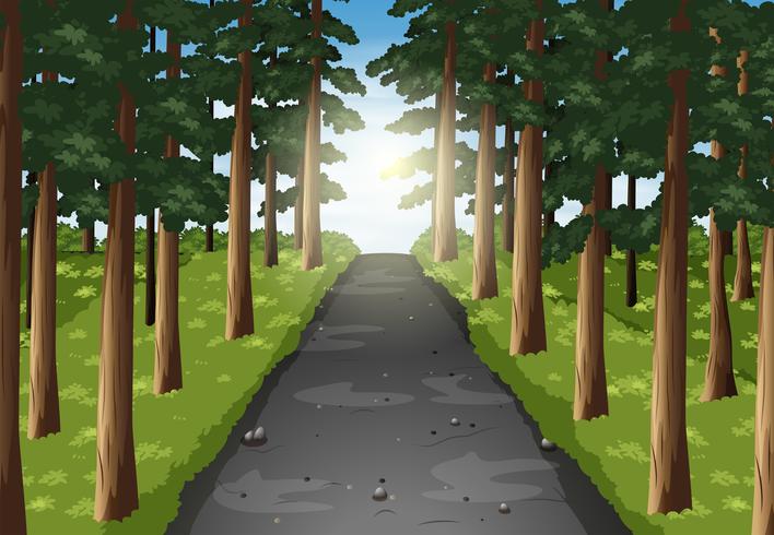 Escena de fondo de carretera en el bosque vector