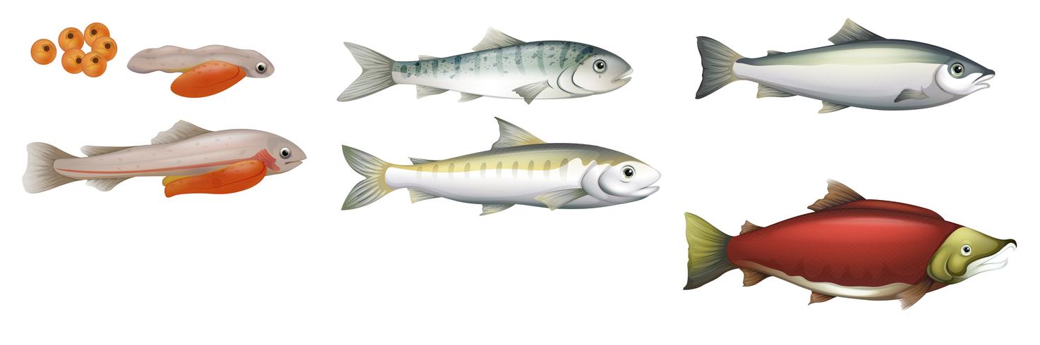 Life Cycle of Salmons vector