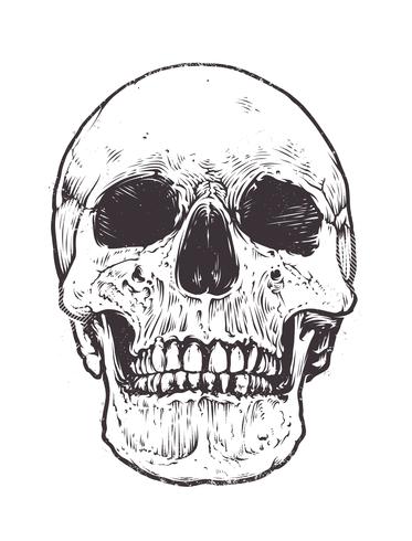 Anatomic Skull Vector