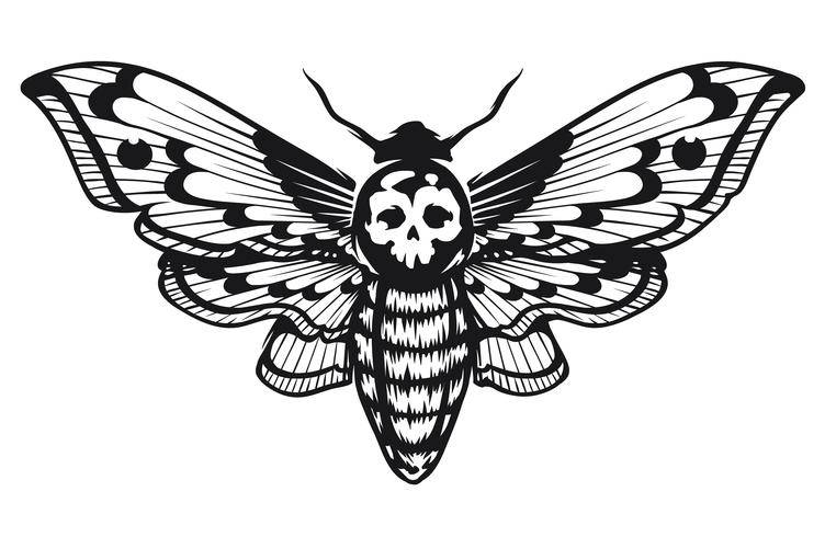 Deaths Head Hawk Moth vector