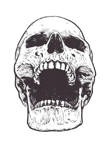 Anatomic Skull Vector