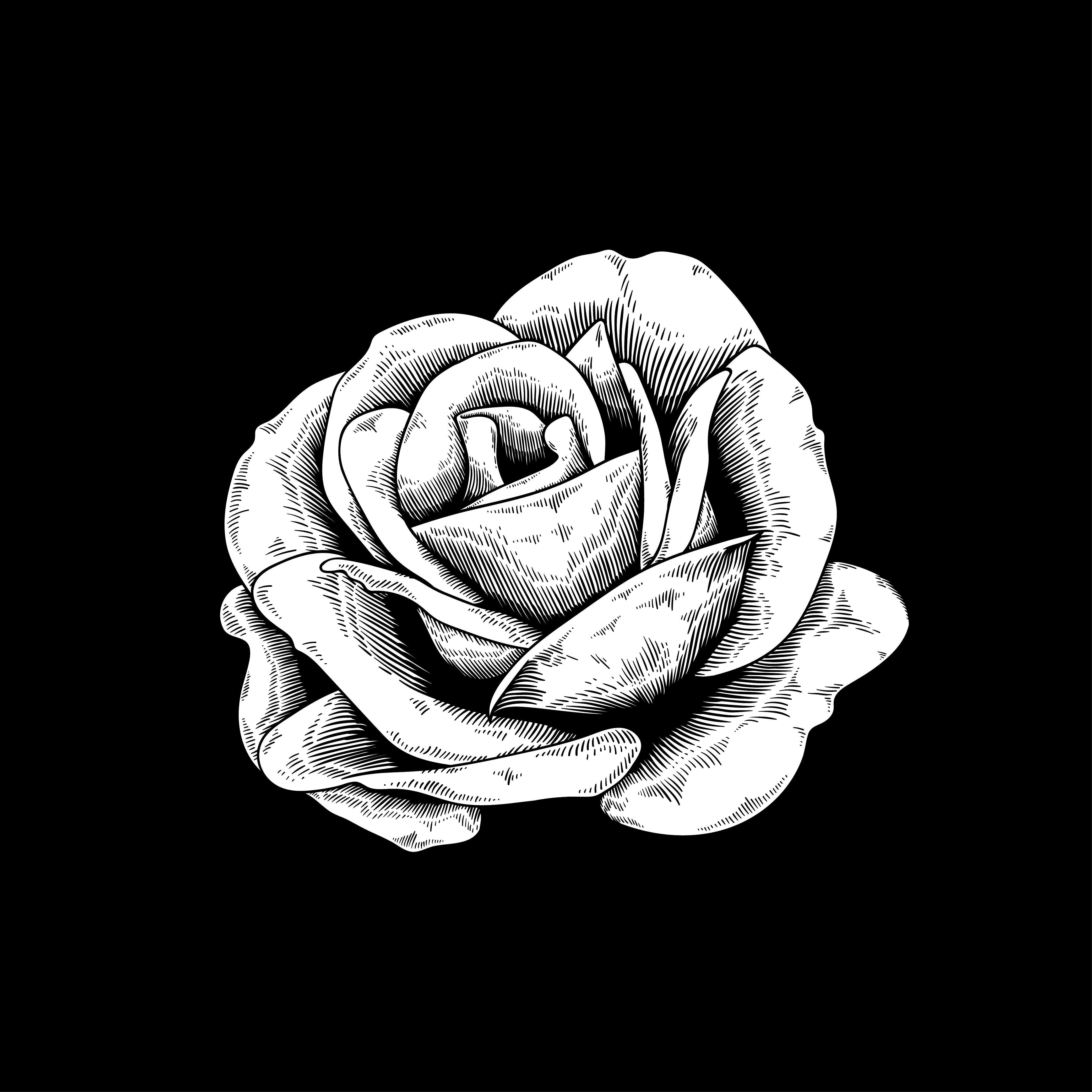Rose drawing flower nature vector icon on black background - Download ...