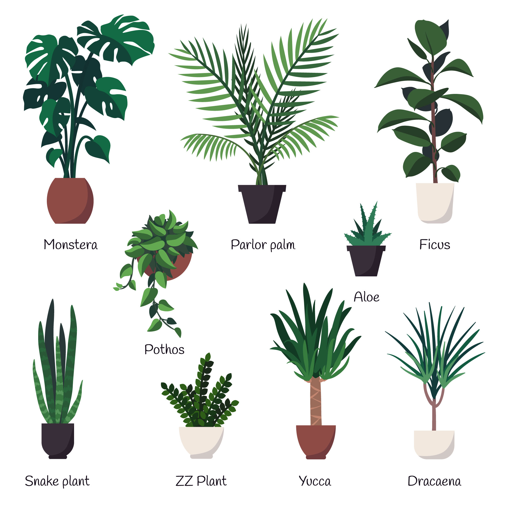 Vector set of various common indoor ornamental plants with names