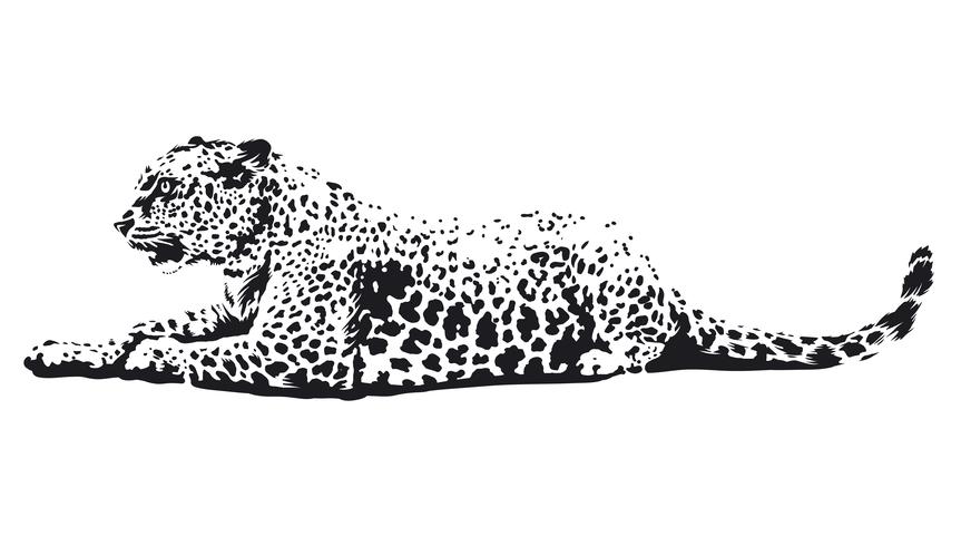 Arte de vector de leopardo