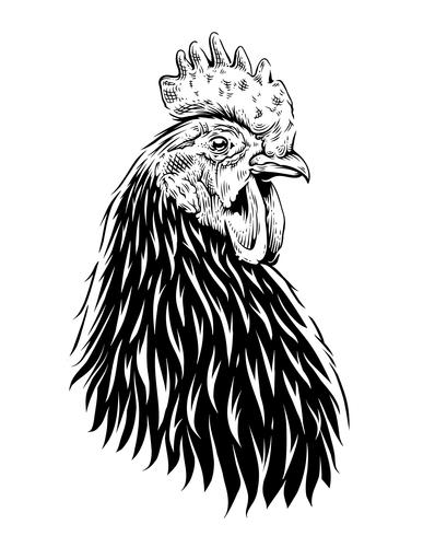 Vector gallo ilustración