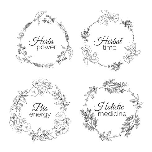 Herbs Illustration. Floral frames. vector