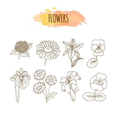 Hand Drawn Flower Set. Floral Illustration. vector