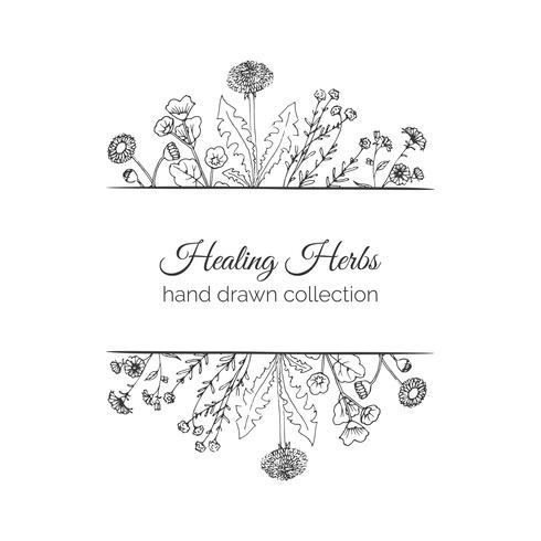 Holistic Medicine. Healing Herbs Illustration. vector