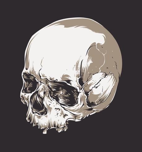 Skull Vector Art