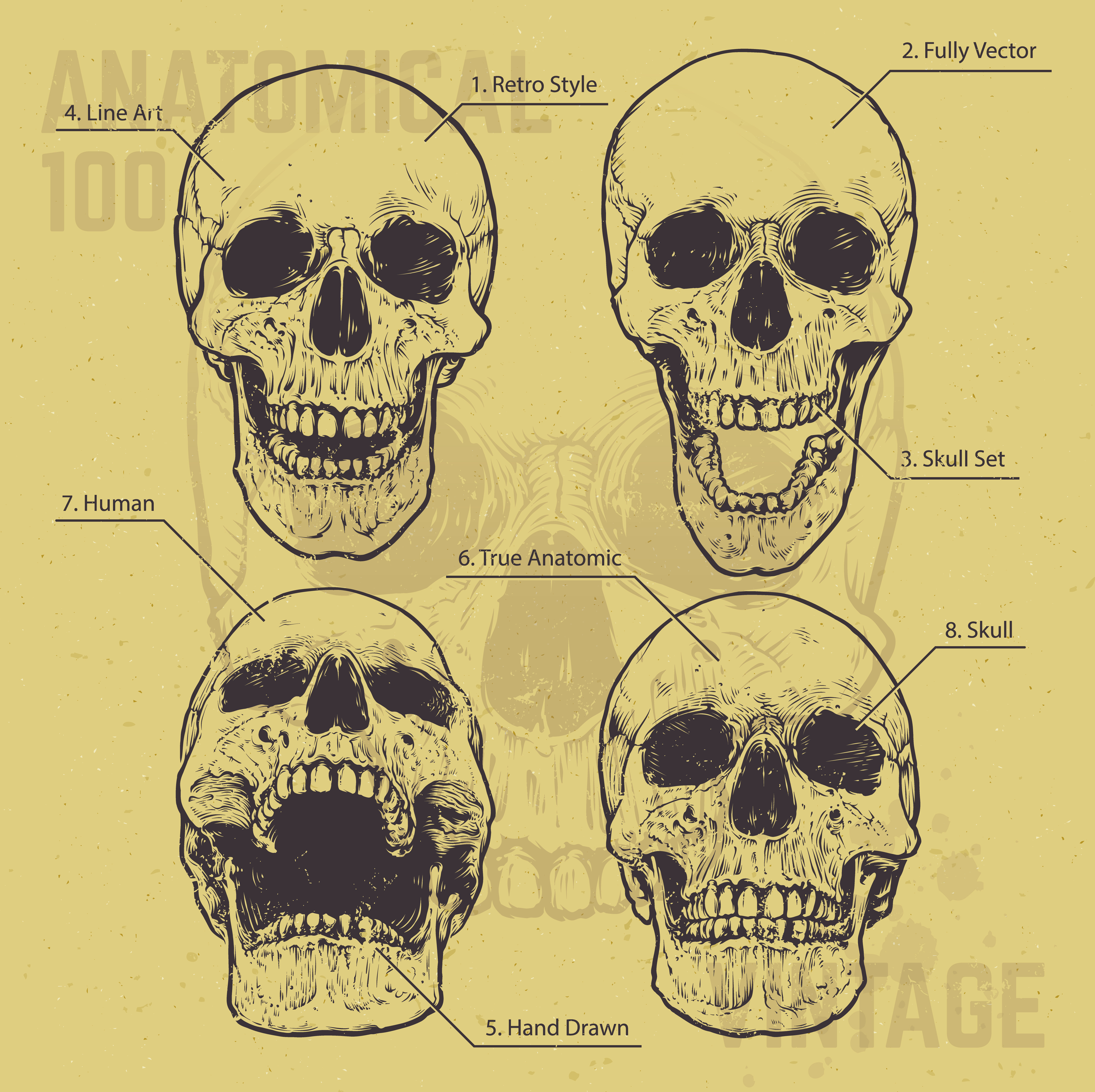 Anatomical Skulls Vector Set 334625 Vector Art At Vecteezy