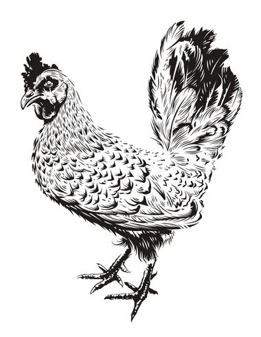 Vector gallo ilustración