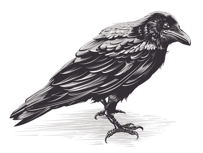 Vector Crow arte en blanco