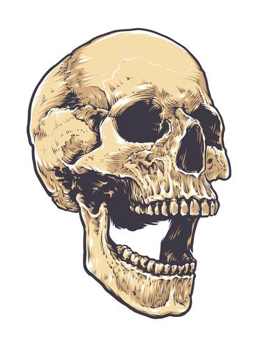 Anatomic Grunge Skull vector