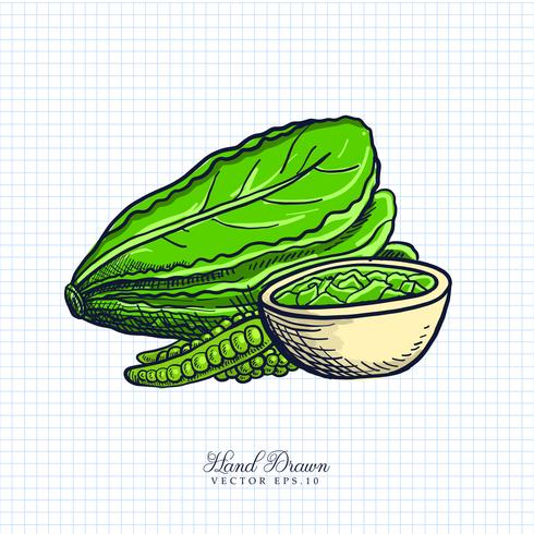 Hand Drawn Fruit  Vegetable Illustration vector