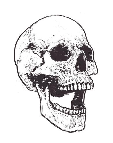 Anatomic Skull Vector