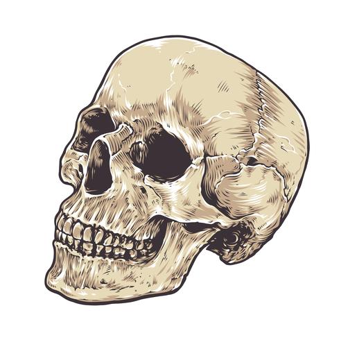 Anatomic Grunge Skull vector