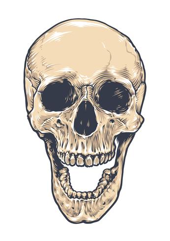 Anatomic Grunge Skull vector