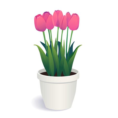 Pink tulips in white flower pot. - Download Free Vectors, Clipart ...