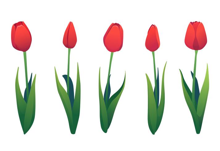 Vector set of various red tulips. - Download Free Vectors, Clipart ...