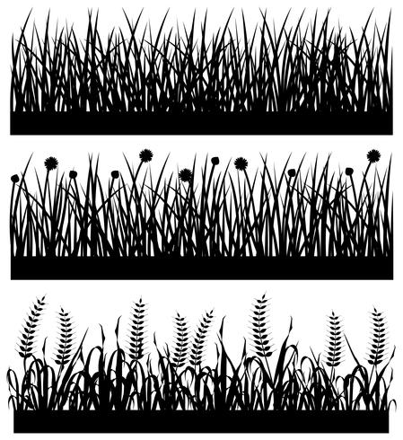 Grass Plant Flower Silhouette.  vector