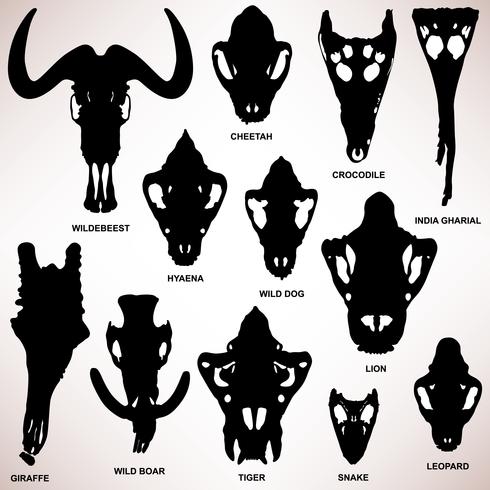 Download Animal Skull Bone Skeleton. - Download Free Vectors ...