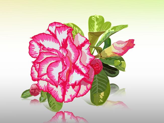 Lirio del impala, rosa del desierto, azalea simulada, pinkbignonia, flor de adenium vector