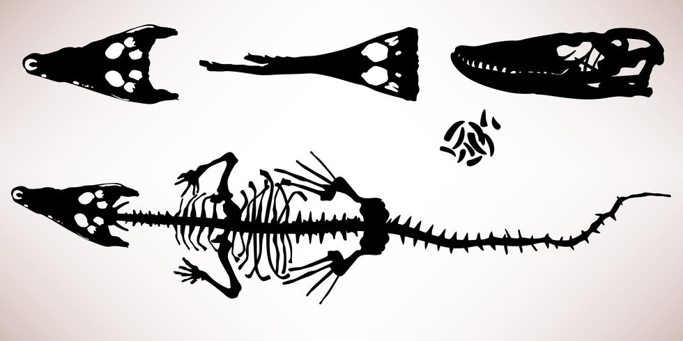 Alligator Crocodile Bone Skeleton.  vector