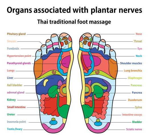 Thai Reflexology Chart