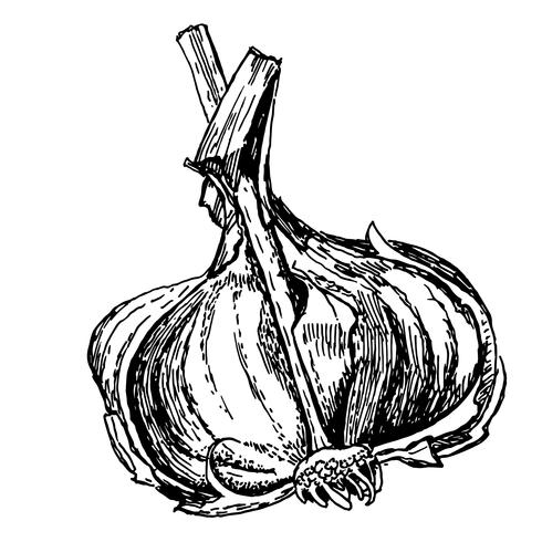 engraving illustration of garlic on white background vector