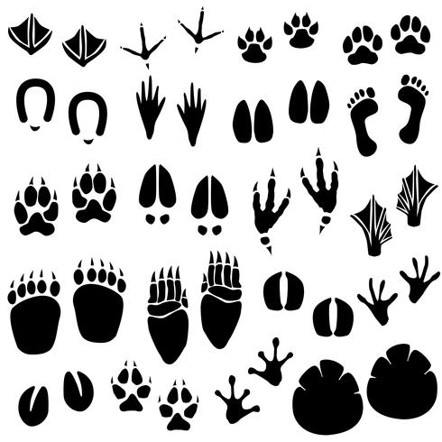 Animal Footprint Track Vector.  vector