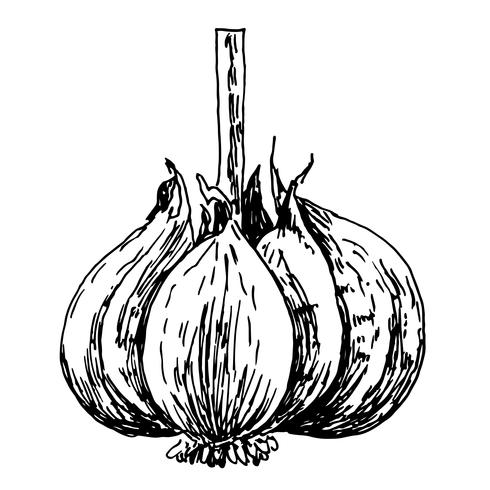 engraving illustration of garlic on white background vector