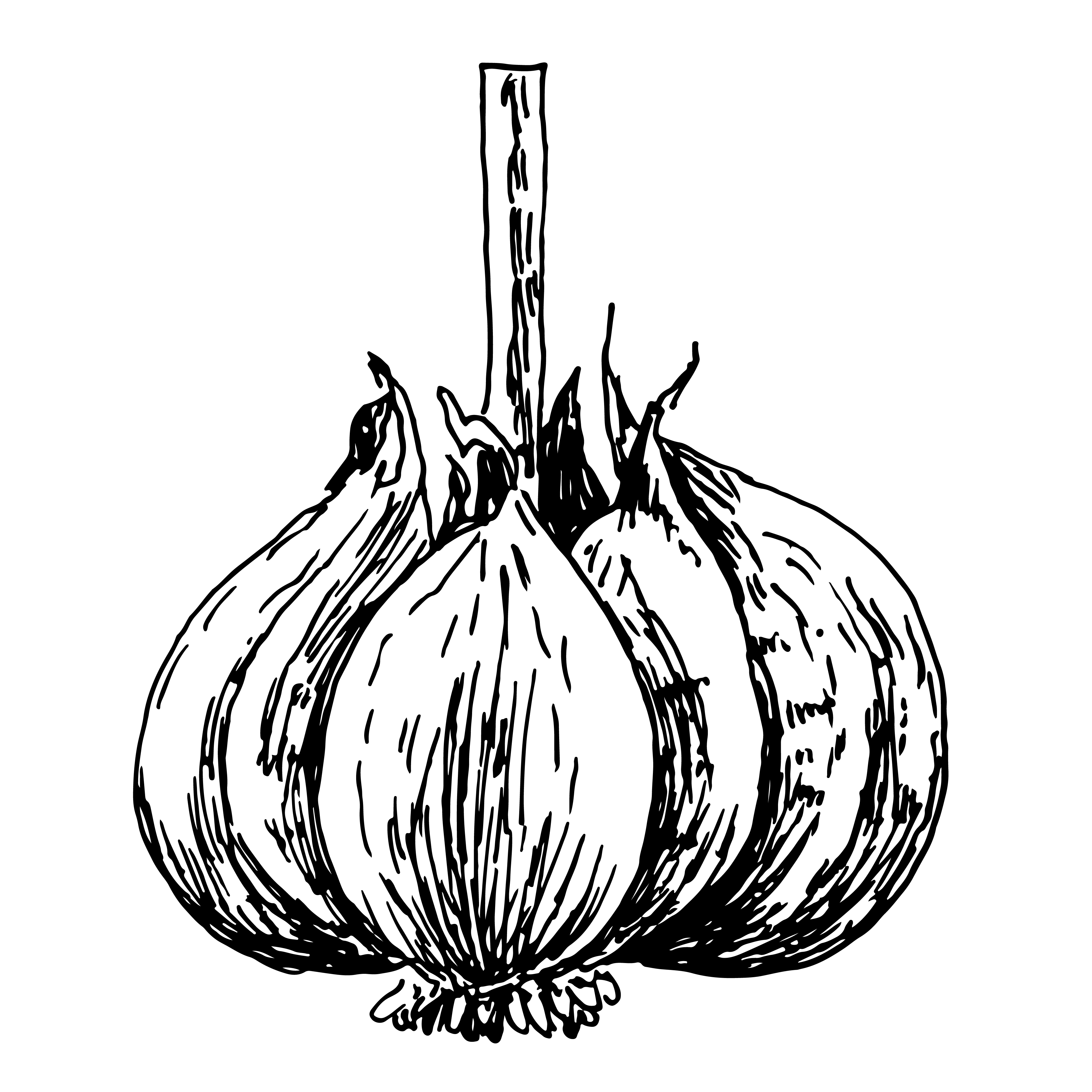engraving illustration of garlic on white background 341632 Vector Art