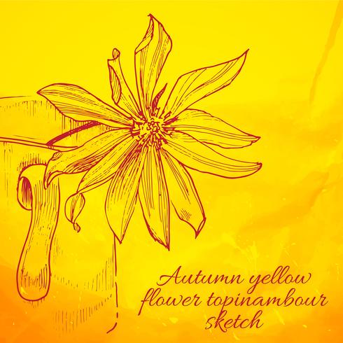 hand drawn yellow flower topinambour sketch vector