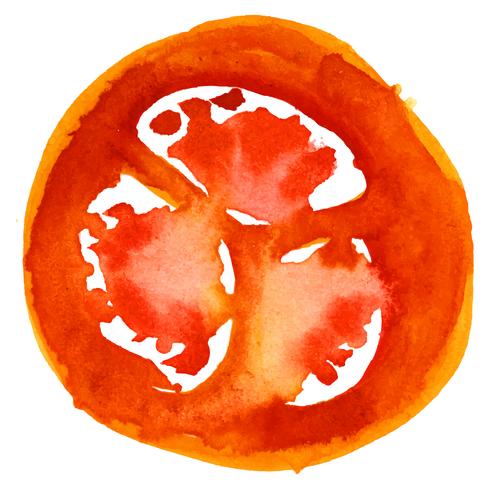 tomato. watercolor vector