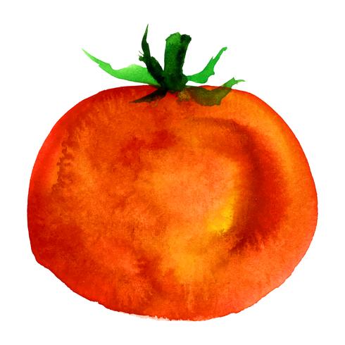 tomate. acuarela vector