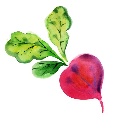 Beetroot with leaves vector