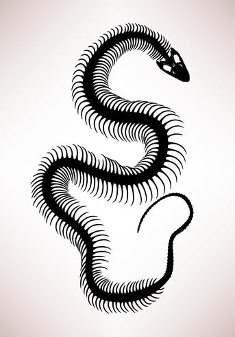 Esqueleto de hueso de serpiente. vector