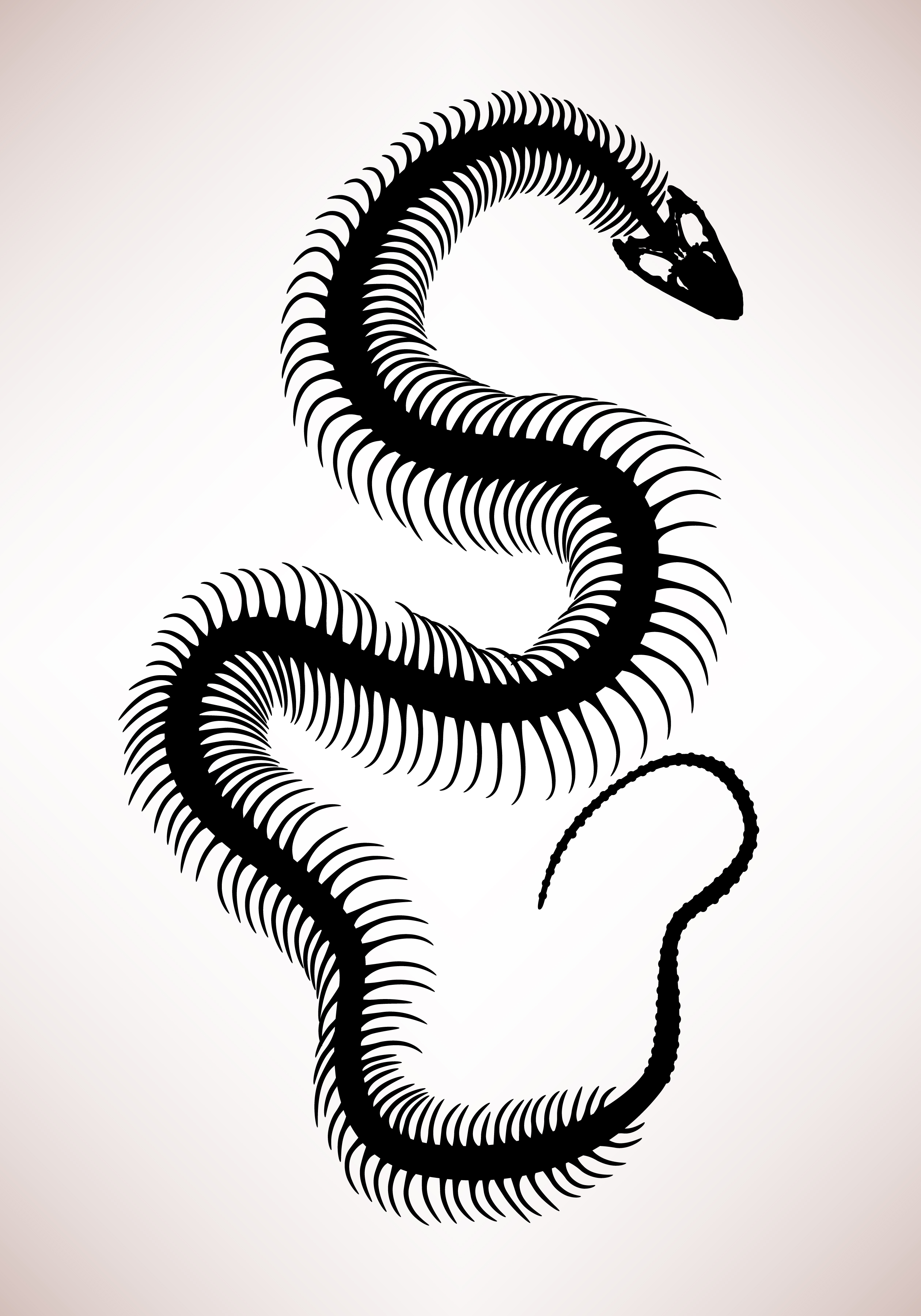 Snake Bone Skeleton. 342168 Vector Art at Vecteezy