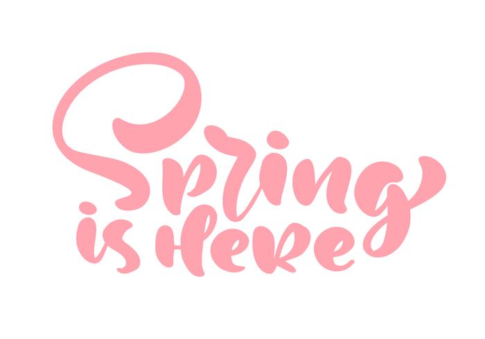 Pink Calligraphy lettering phrase Spring is Here. Vector Hand Drawn Isolated text