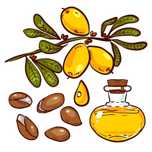 Set of Argan Oil vector