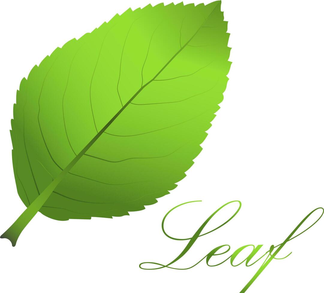 Leaf vector