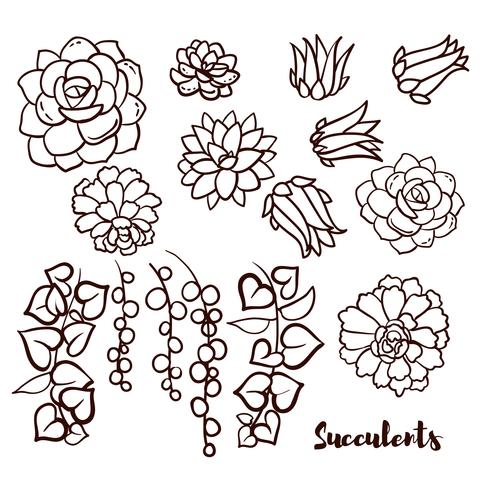 Succulents set  In the hand drawn style. vector