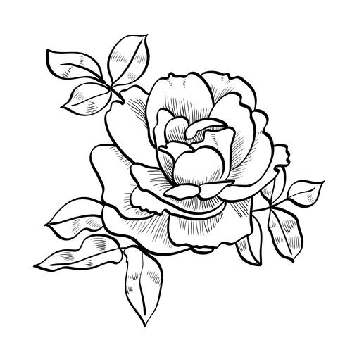 pencil sketch of the rose vector